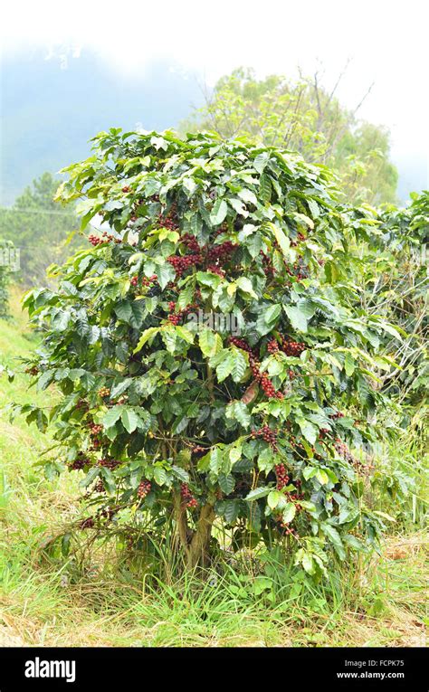 Coffee Bean Tree Hi Res Stock Photography And Images Alamy