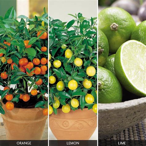 Citrus Tree Trio Collection Van Meuwen