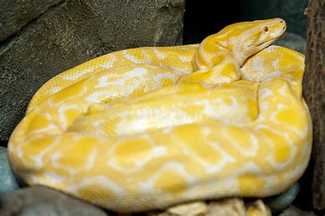 Albino Burmese Python Python Molurus Bivittatus Golden Yellow Snake