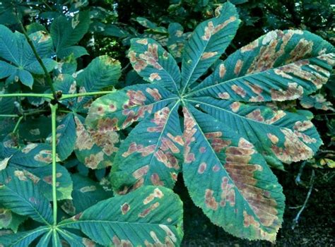 Antracnosis Uno De Los Hongos Que M S Afectan A Las Plantas