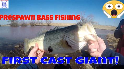 Catching A Giant Bass On The First Cast Prespawn Bass Fishing Youtube