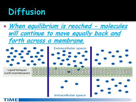 Homeostasis And Transport Ppt Download