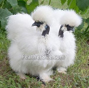 This Is A Cross Between A Silkie And A Naked Neck Called A Showgirl