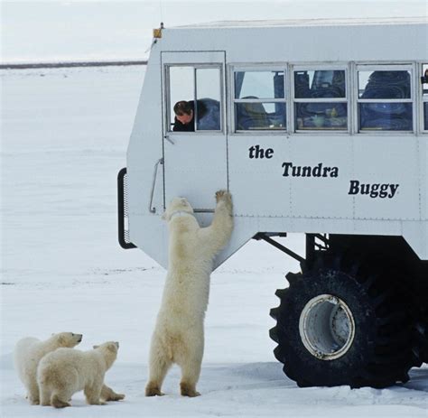 Kanada Eine Reise Mit Der Bahn Zu Den Eisbären In Churchill Welt