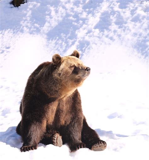 Premium Photo | Bear sitting on snow covered landscape during winter