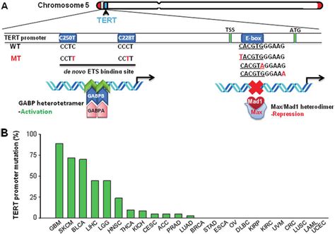 Tert Promoter Mutations In Human Cancer A Schematic Presentation Of