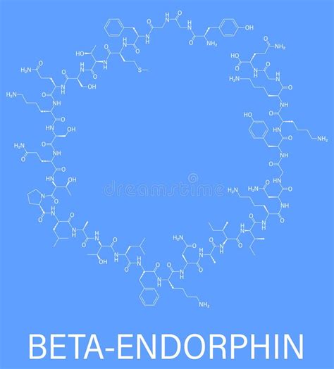 Beta Endorphin Stock Illustrations – 17 Beta Endorphin Stock Illustrations, Vectors & Clipart ...