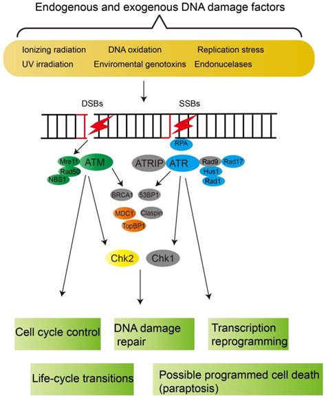 Dna Damage Response Pathways In Dinoflagellates