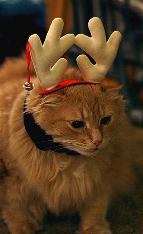 109 Cats Celebrating Christmas Cat Celebrating Christmas Cats Cute Cats