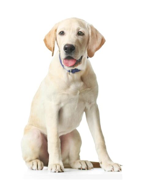 Premium Photo Beautiful Labrador Retriever Isolated On White Background