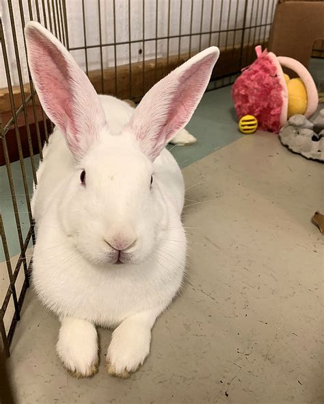 Rosa Buckeye House Rabbit Society