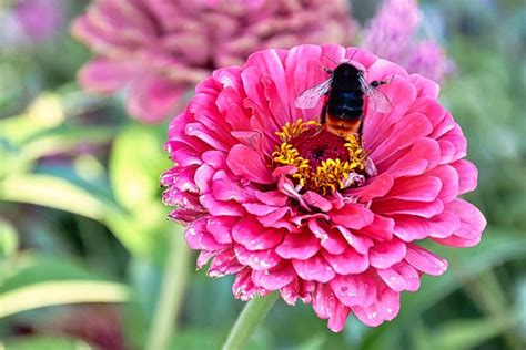 Bourdon Fleur Rose Pollinisation Photo Gratuite Sur Pixabay Pixabay