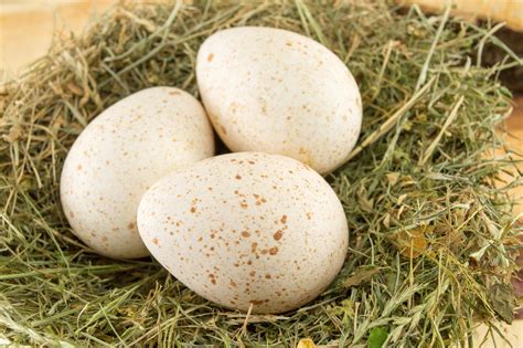 what color are turkey eggs 7
