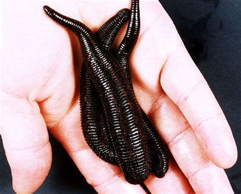 Leeches Used To Reattach Ear Bitten Off By A Pit Bull Daily Mail Online