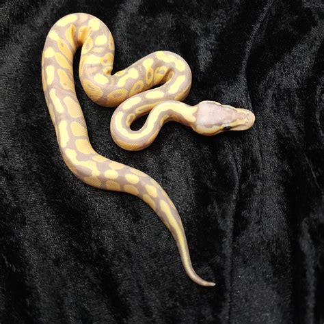 Pastel Mojave Banana Yb Poss Fluff Het Puzzle Het Clown Ball Python By Dark Cloud Reptiles