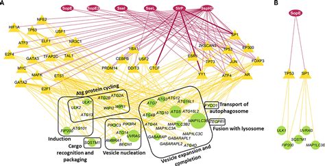 Frontiers Computational Prediction And Experimental Validation Of