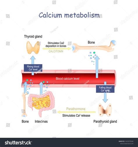 Calcium Metabolism Impact On Human Organs Stock Vector Royalty Free