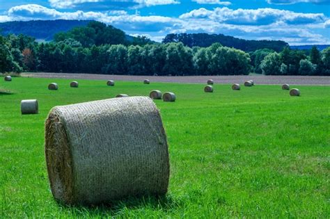 Premium Photo Rolls Haystacks Straw On Field Harvesting Wheat Rural