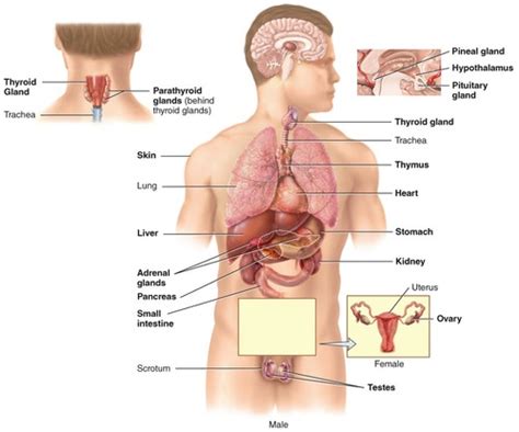 A P Chapter The Endocrine System Flashcards Quizlet