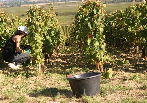 Grape Harvesting And Grape Reception Sraml