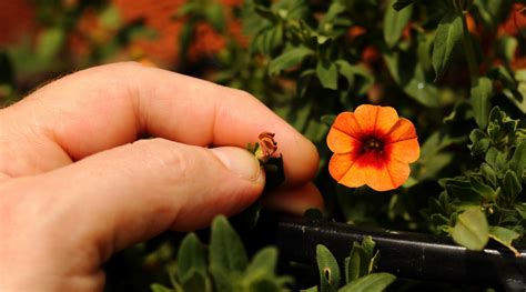 Calibrachoa A Comprehensive Guide To Planting Growing And Caring For