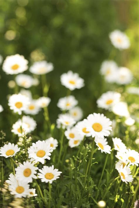 Petal White Flower With Yellow Center Best Flower Site