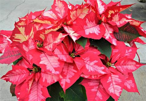 Top 5 Poinsettia Plant Varieties Fairview Garden Center