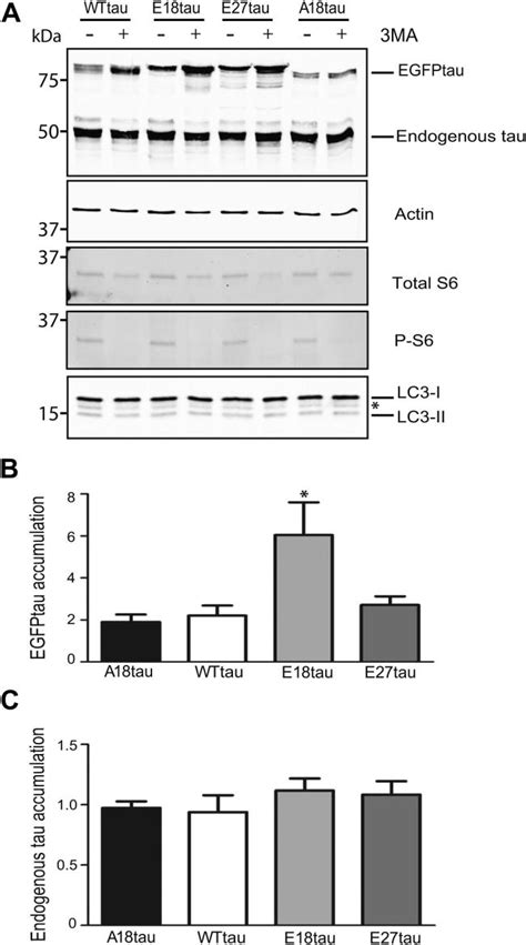 Inhibiting Autophagy In Cortical Neurons Results In Differential