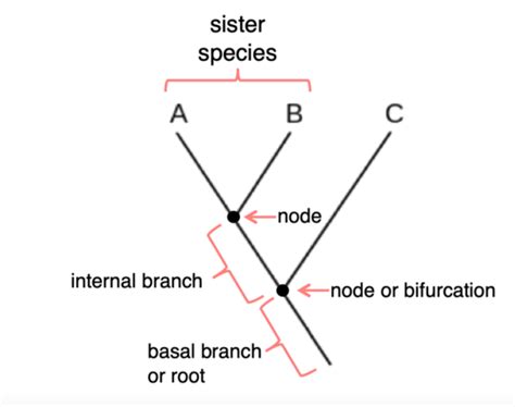 L3 And L4 Avian Diversity Systematics Flashcards Quizlet