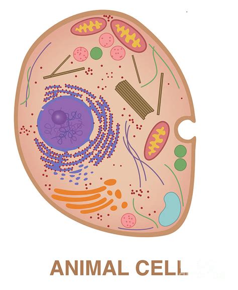 Animal Cell Illustration Photograph By Gwen Shockey