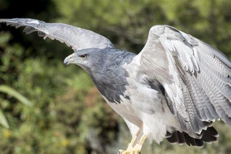 Black And Chestnut Eagle The Ultimate Guide Operation Migration