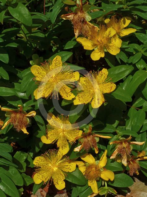 Hypericum Calycinum Aarons Beard Large Flowered St Johns Wort