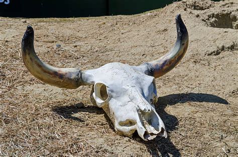 Best Cow Skull In The Desert Stock Photos Pictures And Royalty Free
