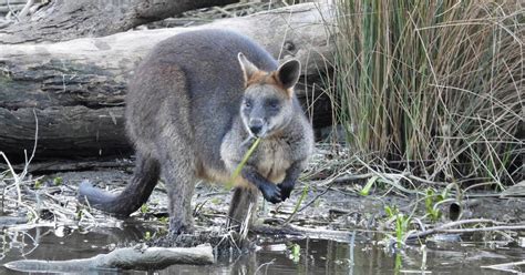 Wallaby changes diet | Nature Notes | The Courier | Ballarat, VIC