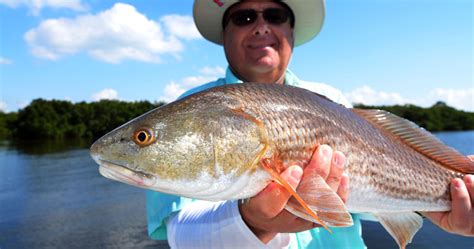 Port Richey, St. Petersburg, Tarpon Springs Fishing Charter Report ...