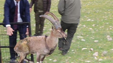 Tedavisi tamamlanan dağ keçisi doğaya bırakıldı Son Dakika Milliyet