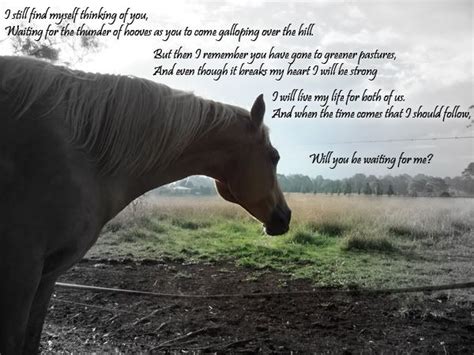 Tribute To All Our Beloved Horses