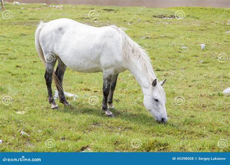 Pregnant Horse Royalty-Free Stock Photo | CartoonDealer.com #49103907