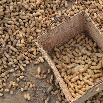 Pedoman Budidaya Kacang Tanah Yang Mudah Dilakukan