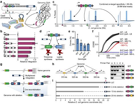 Open Access CRISPR RNA Guided Integrases For High Efficiency