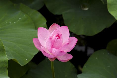 Free Images Nature Leaf Flower Petal Botany Pink Sacred Lotus