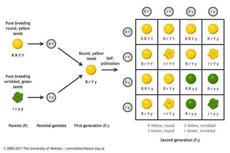 How Do Mendel S Experiments Show That The A Traits May Be Dominant Or