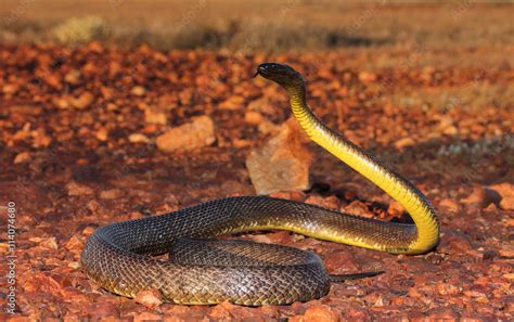 The Inland Taipan Also Commonly Known As The Western Taipan The Small