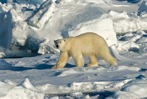 Oso Polar Ijsbeer Maritimus Del Ursus Foto De Archivo Imagen De