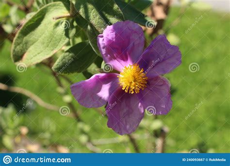 Paper Like White Leaved Rockrose Flowers Cistus Albidus Stock Image