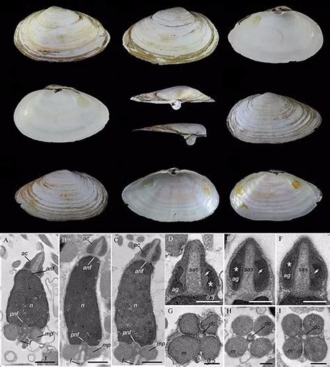 中科院海洋所在经济贝类砂海螂分类研究方面取得重要进展