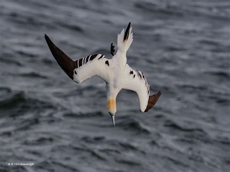 Northern Gannet By Alan Hitchmough Birdguides