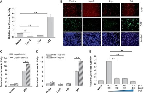 Effect Of C Ebp On The P Mediated Induction Of Mir Promoter