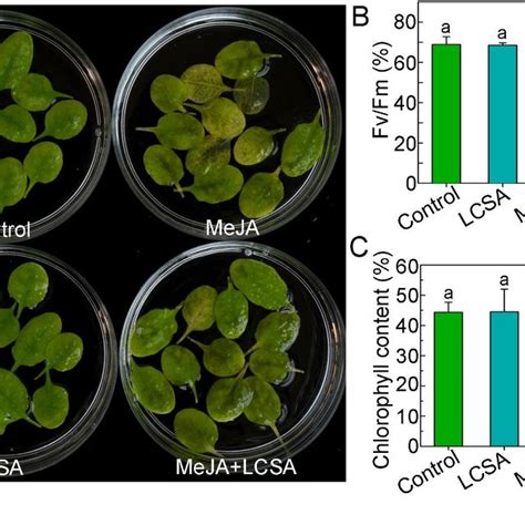 LCSA Alleviates MeJA Induced Leaf Senescence A Phenotypes Of