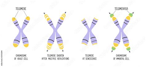 Telomeres And Enzyme Telomerase Chromosome Structure Educational